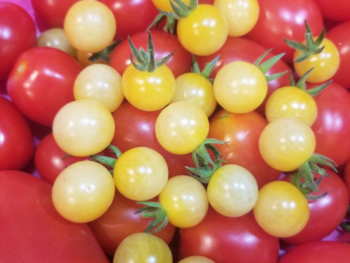 My Favorite Tomato- The&nbsp;Coyote!