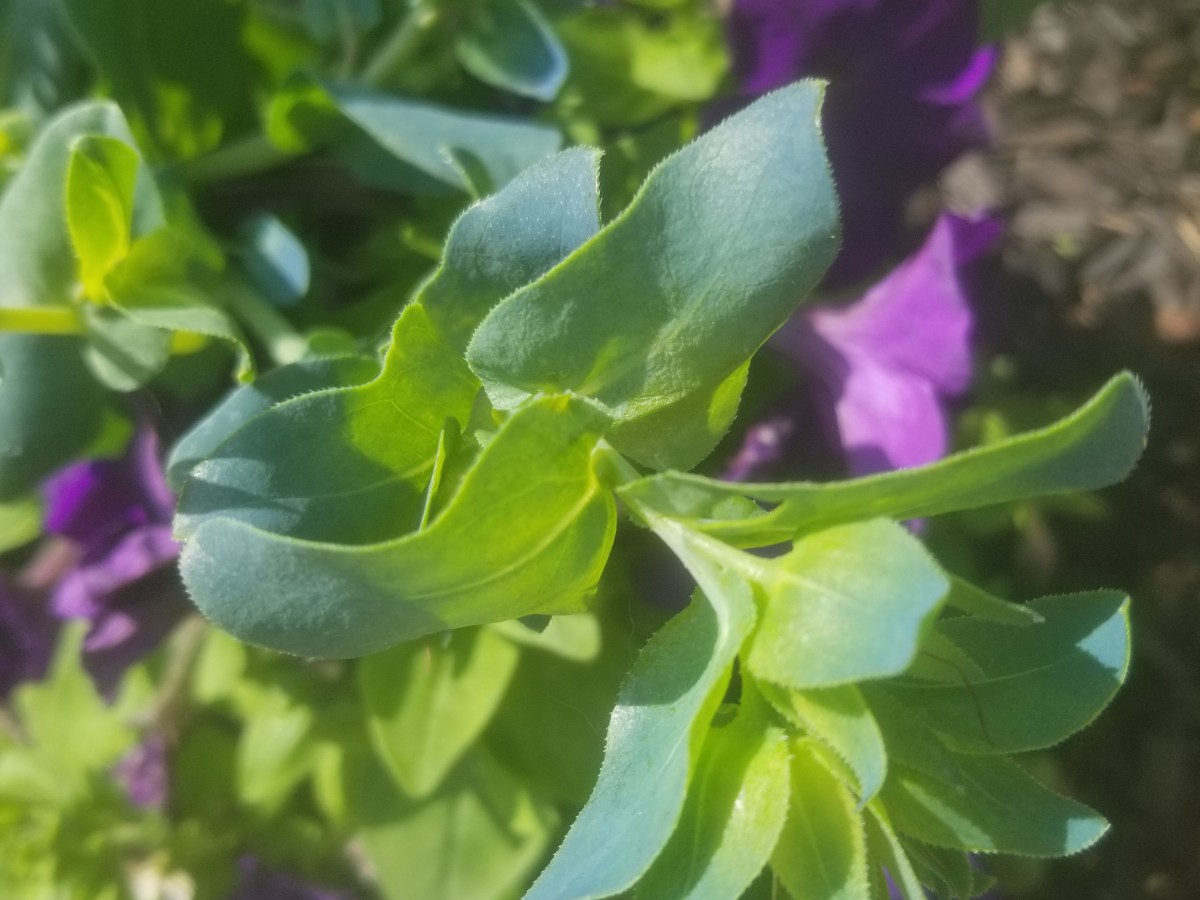 Our favorite flowers from&nbsp;2021